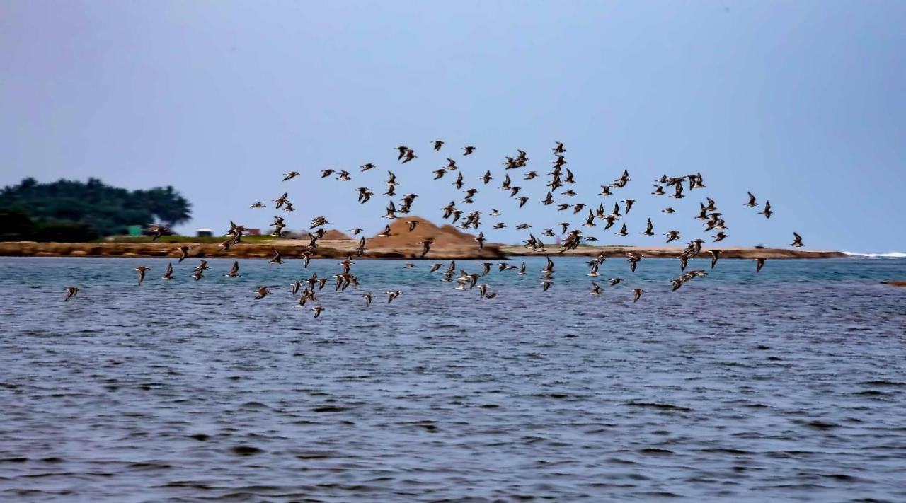 The Alampara Resort - Luxury Boutique Glamping & Water Sports Cheyūr Buitenkant foto